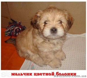 Щенки украинского колар-тоя #1088299