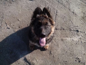  Немецкая родословная овчарка со всеми документами  #1085592