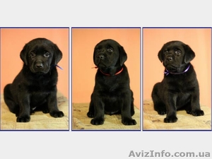 Щенки лабрадора ретривера (Черные девочки) #1088047
