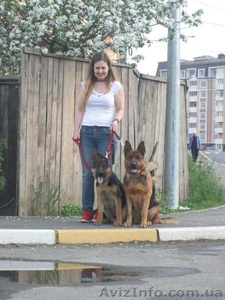 Подрощенный щенок немецкой овчарки.КобельЧепракUKC #1093023