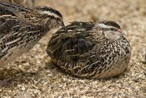 Перепелиные яйца,  суточные перепела опт #1090928