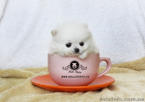 Шпиц белоснежный комочек снега #1089902