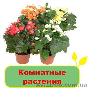 Комнатные растения и цветы #1095846