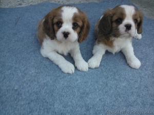 Кавальер Чарльз спаниель #1089907