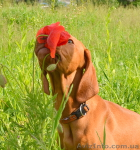 Девочка венгерской легавой(выжлы) #1097765