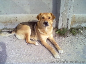 Отдам крупного пса на охрану #1083915