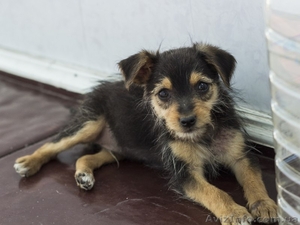 Щенок ОЧЕНЬ маленькой собачки ищет дом !  #1087587