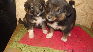 Два щенка-девочки ищут дом!  #1086025