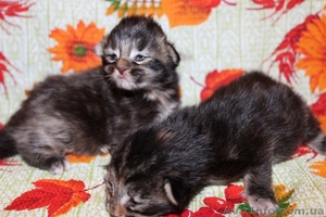 Котята менй-кун #1097703