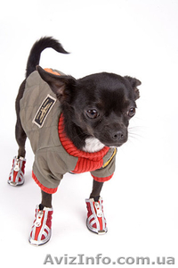 Одежда и обувь для карликого пинчера #1084834