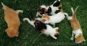 Отдам в хорошие руки котенка,  кота,  кошку #1094491