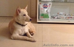 Подрощенный щенок бесплатно #1083924