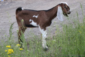 Козлик нубийский-93, 5% #1091298