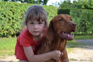 Щенки венгерской выжлы #1091427