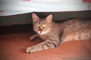 Кошечка 7-8 месяцев ищет любящих хозяев!  #1093446