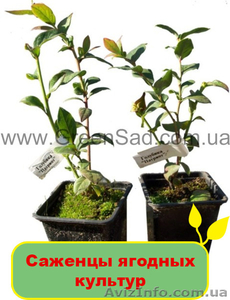 Саженцы ягодных культур #1095829