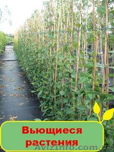 Продам вьющиеся растения #1095830