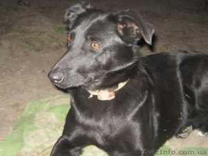 Марго 11 месяцев стерилизована в хорошие руки  #1093427