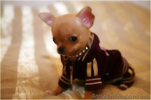 Одежда обувь и аксессуары для чихуа-хуа #1086893