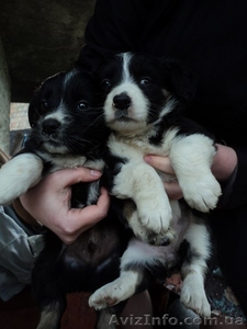 Щенки мальчик и девочка ждут Вас!!!  #1086037