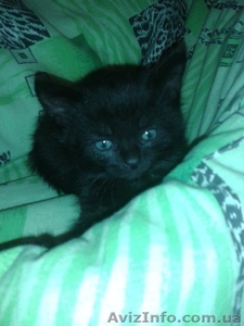 Черный котенок-мальчик ищет любящих хозяев.  #1087592
