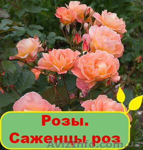 Розы. Саженцы роз #1095833