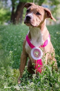 Милая девочка АСТ Стафф Терьер #1091435