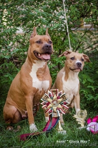 Щенки Стаффордширского Терьера. #200814