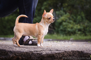 Щенки чихуахуа  чихуахуа  #1092620