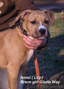 Продаются эксклюзивные щенки стаффордширского терьера. #370625