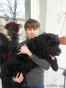 русский чёрный терьер - алиментный щенок #1089019
