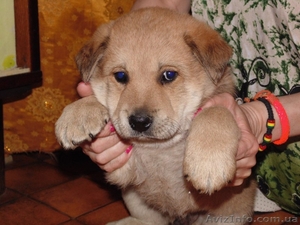 Щенок -девочка для заботливых хозяев!  #1093984