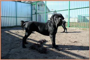 Кане Корсо. Помёт от итальянской пары Чемп #1087728