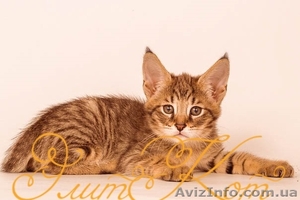 Продаются котята от Саванны и Камышового кота #1093905