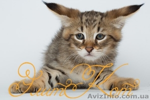 Продаются котята Чаузи #1088088