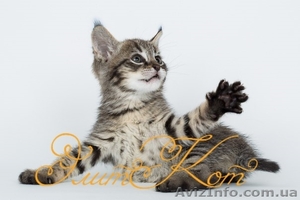 Котята породы Чаузи #1088090