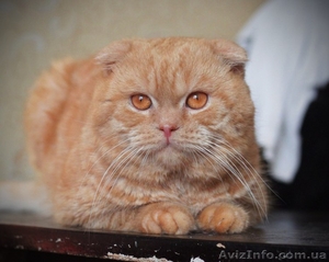 На вязку приглашает шотландский вислоухий кот!! #1092203