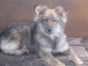 Щенок 8 месяцев в хорошие руки!  #1093336