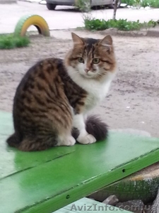 Пушистая молодая кошечка,  возраст 8-9 месяцев,  ищет дом!!!  #1072607