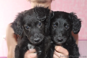 Щеночки-девочки Ладушка и Василиска ищут дом!   #1086065