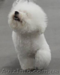 Бишон фризе - красивая,   #1089914