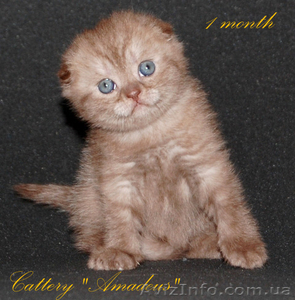 вислоухие котята шоколадного окраса #1085834