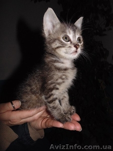 В хорошие руки отдам котенка!  #1089779