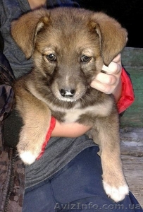 Девочка-щенок в заботливые руки!!!  #1093477