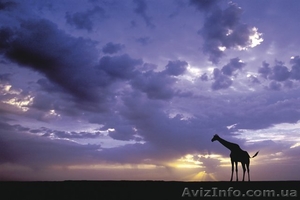 Путешествие в знаменитый Крюгер-парк  ЮАР. Экскурсии. #1095770