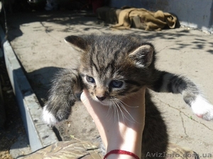 Малыши- котятки ищут дом!  #1086208