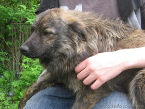 Щенок 8-9 месяцев ищет ответственных хозяев!  #1093315