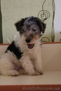 щенки жш фокстерьера с родословной КСУ #1085463