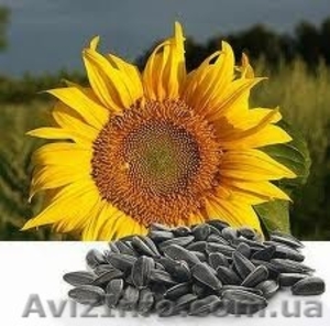 Предприятие «АГРО7Я» закупает кондитерский калиброванный подсолнечник #1085874