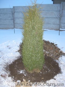 Посадочно-озеленительные работы. #1096135